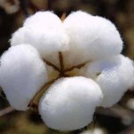Cotton Prices Affect Wholesale T-Shirt Market