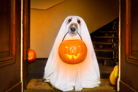 beagle dressed as halloween ghost