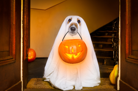 Ghost Dog Halloween Sweatshirt Cute Dog Ghost Sweater My Dog 