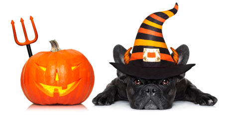 bulldog with halloween accessories