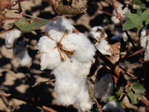 Arizona’s cotton